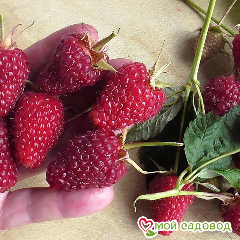 Малина Евразия