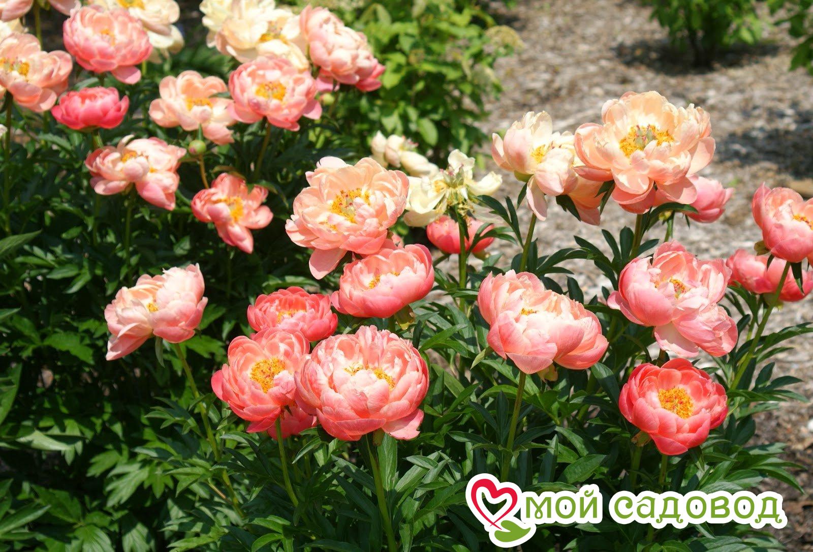 Пион травянистый Корал Сансет