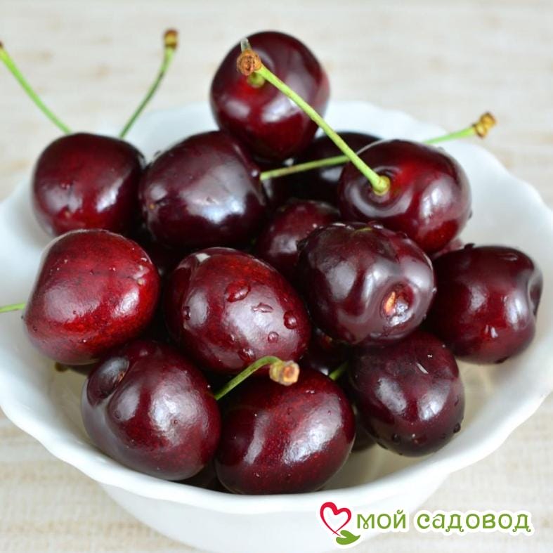 Черешня Лапинс