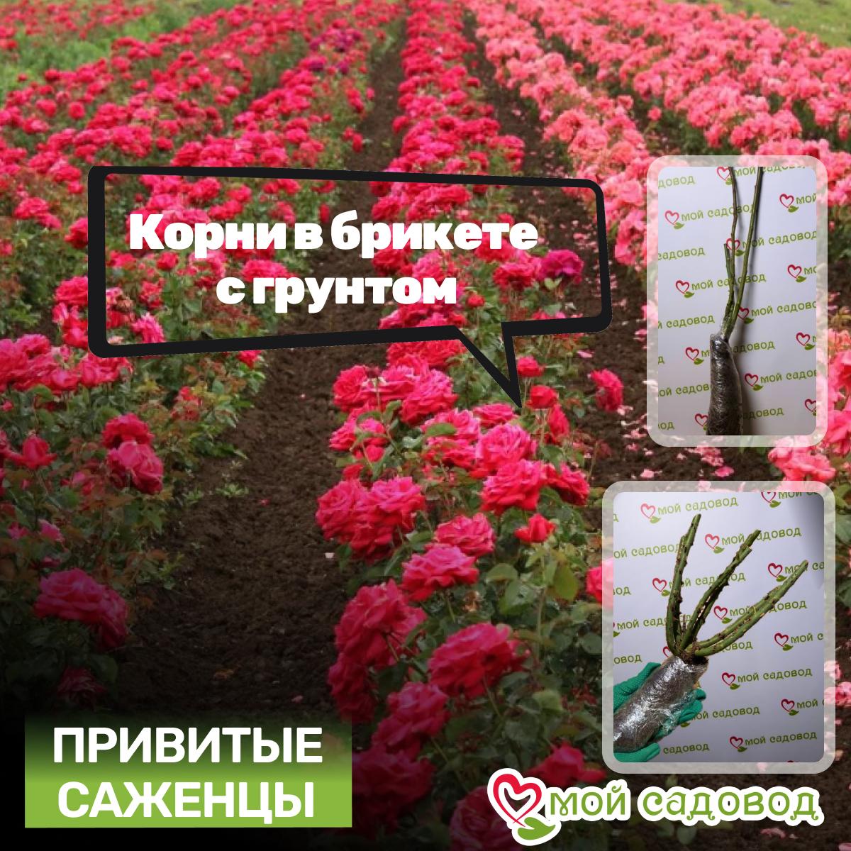 Роза чайно-гибридная Брызги Шампанского